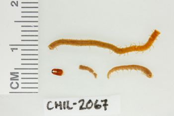 Media type: image;   Invertebrate Zoology CHIL-2067 Description: Digital photograph of preserved specimen.;